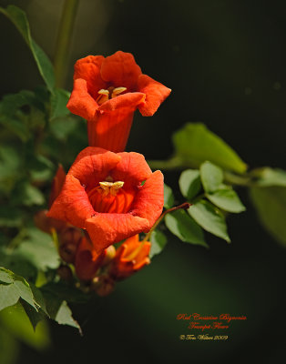  Trumpet Flower