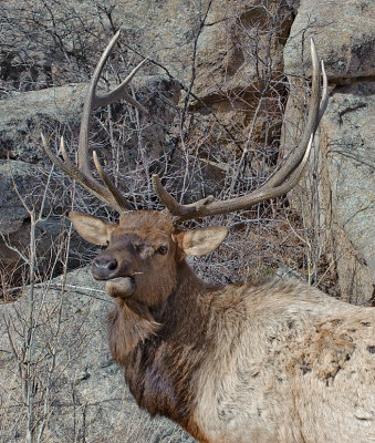 Bull Elk Having Lunch
