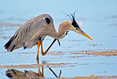 Great Blue Heron