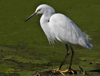 Snowy Egret