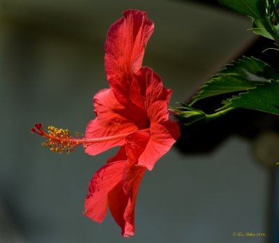 Red Hibiscus