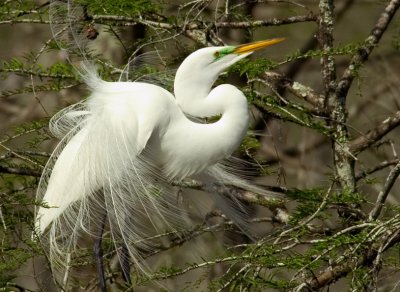 Great Egret