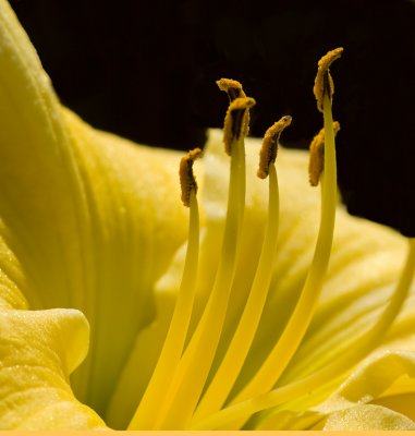 Stamen Closeup