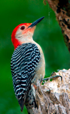  Woodpecker
