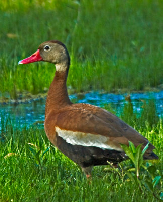Whistling Duck