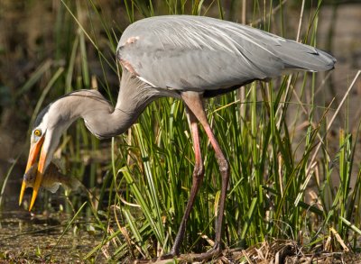 Great Blue Heron