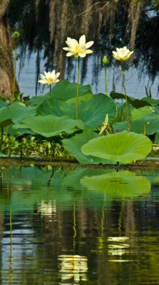 Lake Martin Lillies