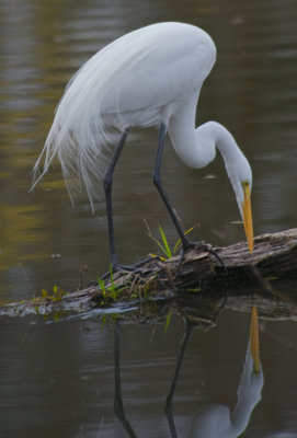 Great White Egret