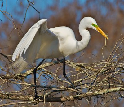 Great Egret