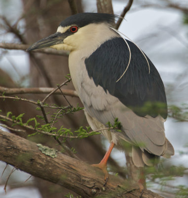 Black Crested Night Heron