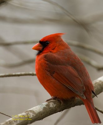  Cardinal