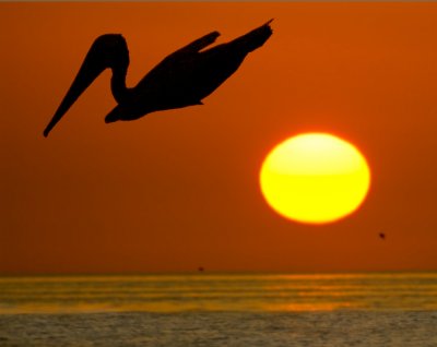 Gulf Region  Pelicans