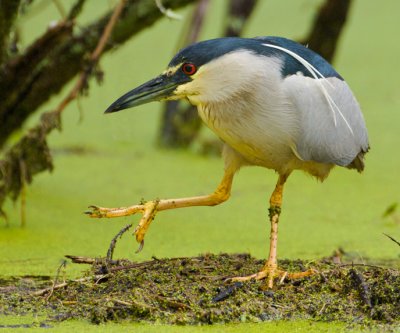 Black Crowned Night Heron