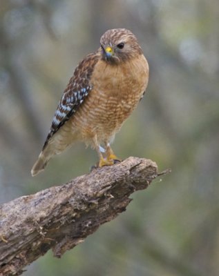 Red Shouldered Hawk