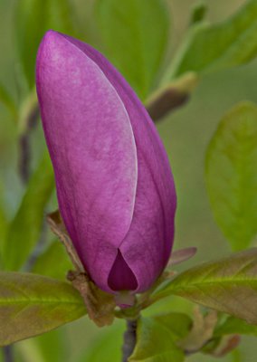 Japanese Magnolia