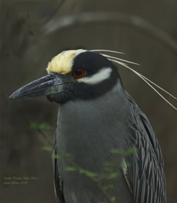 Yellow Crowned Night Heron