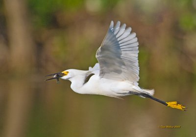 Snowy Egret