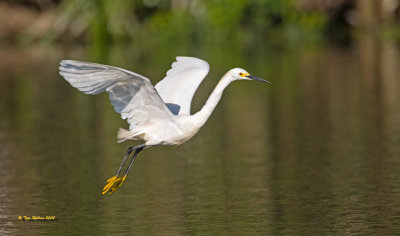 Snowy Egret