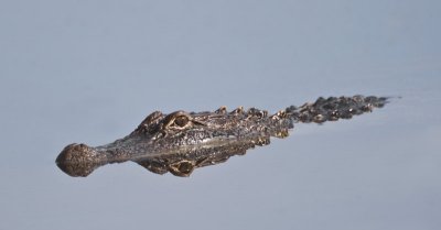 Louisiana Gator