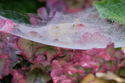 Spinnewebben / Spider webs