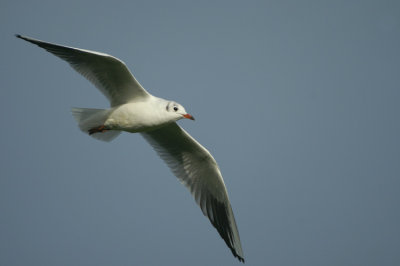 Black-headed Gull