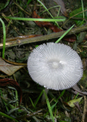 Paddestoel