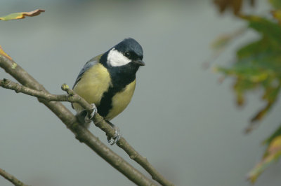 Great Tit