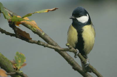 Great Tit