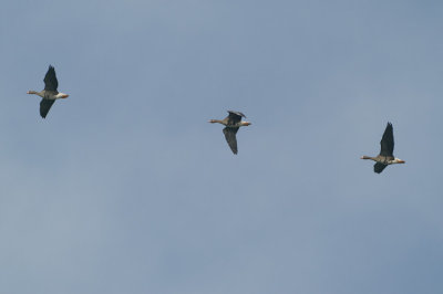 00080 - Greater White-fronted Goose - Anser albifrons