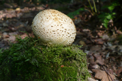 Aardappelbovist