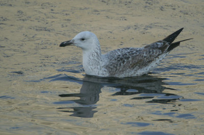 Larus michahellis