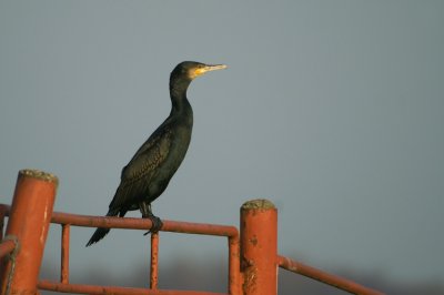 Great Cormorant