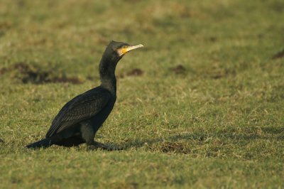 Great Cormorant