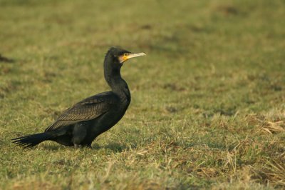 Great Cormorant