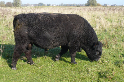 Galloway