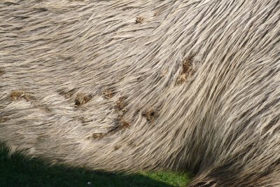 Ectozoochorie