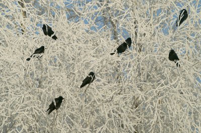 Carrion Crow