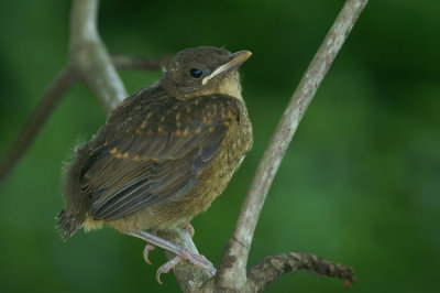 Clay-colored Robin