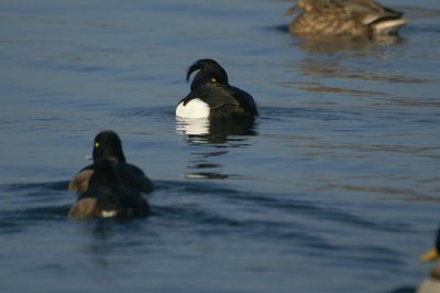 Tufted Duck