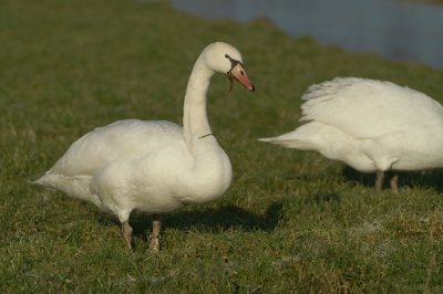 Mute Swan