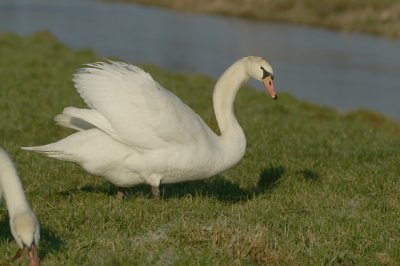 Mute Swan