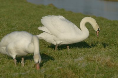 Mute Swan
