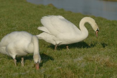 Mute Swan