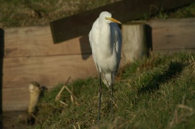 Great Egret