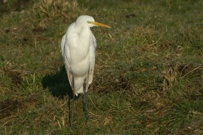 Great Egret