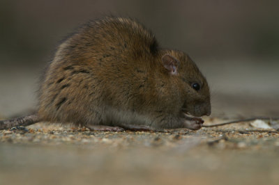 Bruine Rat