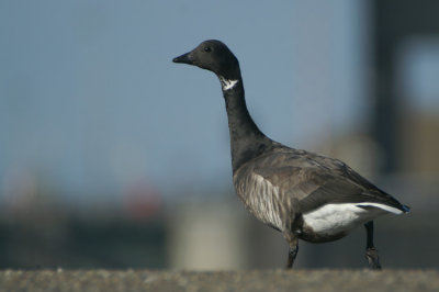 Brant Goose
