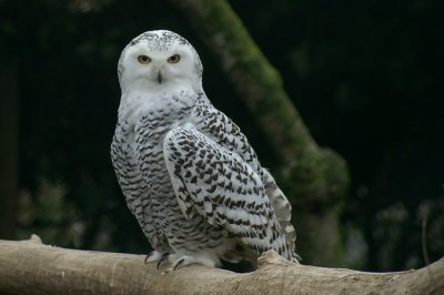 Sneeuwuil