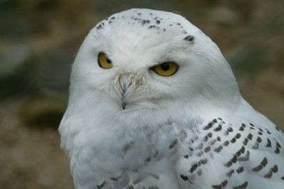 Sneeuwuil