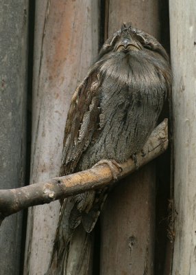 Uilnachtzwaluw
